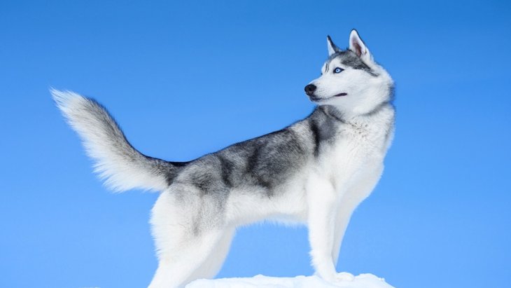 シベリアンハスキーの大きさはどのぐらい？成犬時のサイズや特徴など