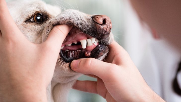 犬の危険な『口の中の病気』5選　最悪の場合、死に至ることも
