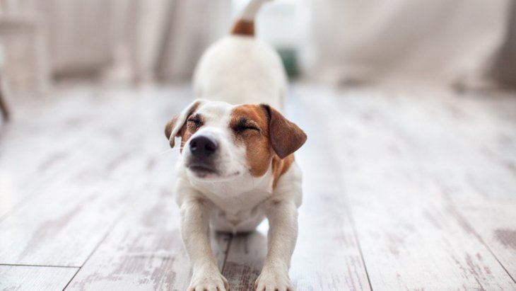 犬が『伸び』をする理由5つ！主な心理や病気の可能性を解説