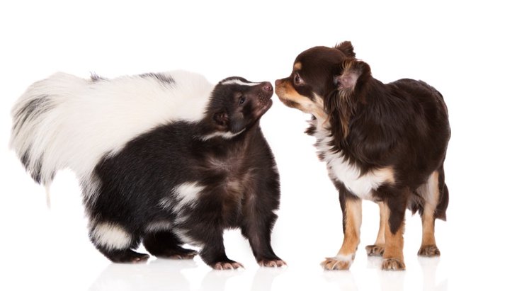 室内犬を飼っている家の臭いが気になる？臭いの原因や消臭方法