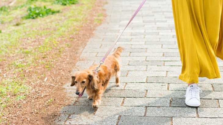 小型犬なら散歩に行かなくても大丈夫？絶対に行くべき5つの理由を解説