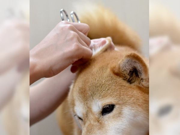 柴犬の耳掃除の仕方！嫌がる場合の対処法も解説