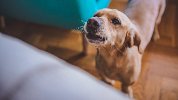犬の鳴き声が急に変わったときに注意すべきこと４つ