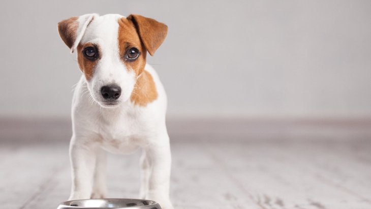 犬が亡くなる可能性がある『危険な食べ物』5つ！致死量や未然に防ぐ対策まで
