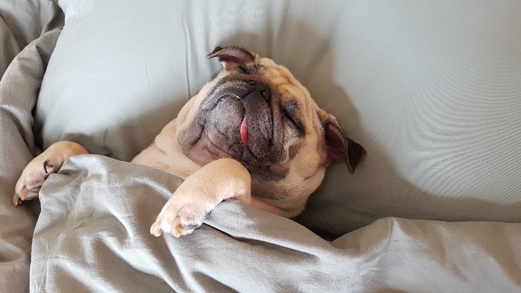 犬に『枕』は使うべき？必要なの？メリットは？
