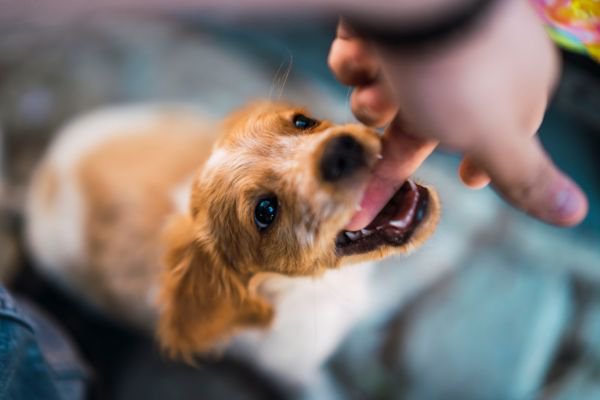 子犬の噛み癖を直す方法6つ！噛む原因やしつけの注意点とは？