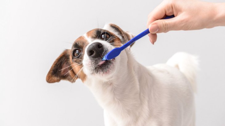 犬の上手な歯磨きのやり方！始めるタイミングや頻度、グッズの選び方
