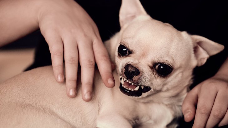 犬が『本気で噛む』前兆3つ！間違った対応をするとトラブルになることも