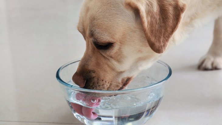 犬に飲ませてはいけない『水』がある！？3つの種類と与えるべき種類を解説