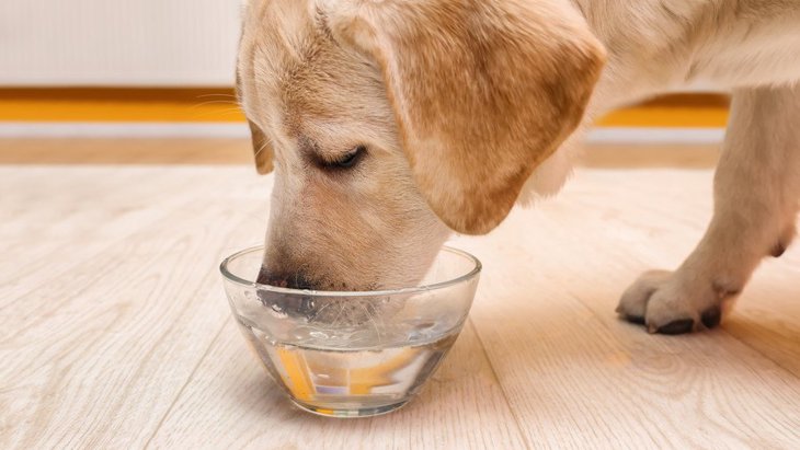 犬が急に水をがぶ飲みする理由４選！実は病気になっている可能性も？