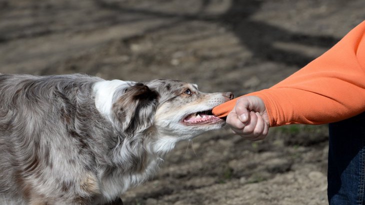 犬の噛み癖を直す『正しい方法』を解説！間違ったやり方だと解決できない可能性も