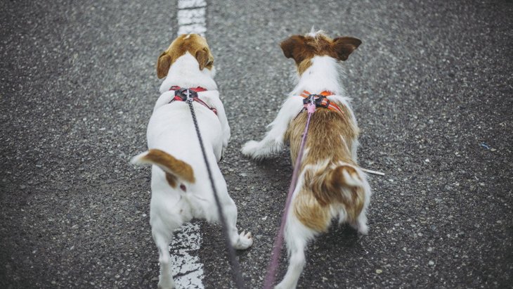 小型犬にとって適切な1日の運動量とは？多くても少なくてもデメリットが！
