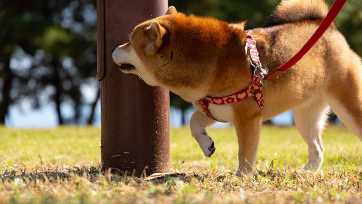 犬が散歩中に電柱を嗅ぐ心理とは？2つの理由やマーキングをする意味を解説