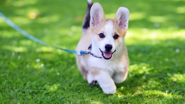 犬が散歩中に突然走り出す「4つの心理」 知っておくべきリスクと防止方法