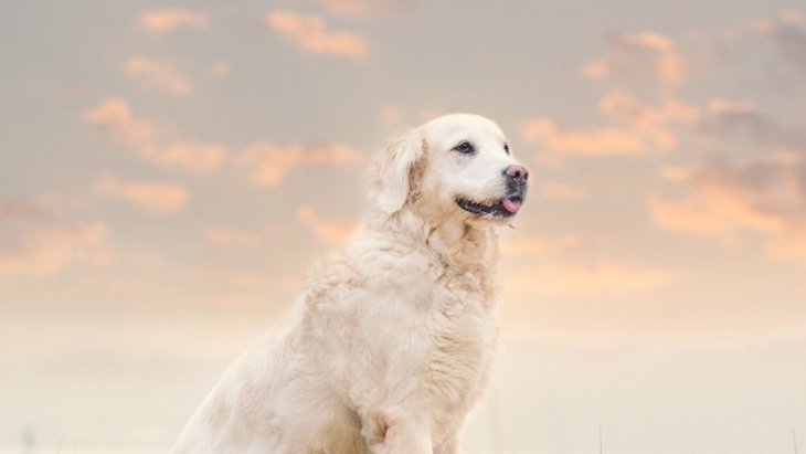 犬が亡くなる『前兆』８つ　死の直前に見せる行動や症状を解説