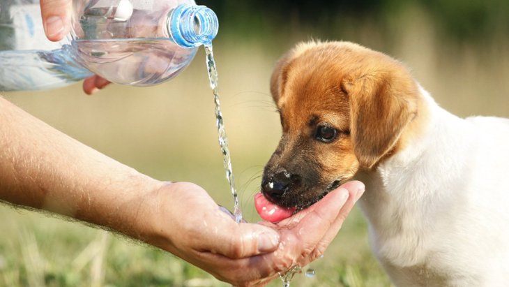 犬の水を飲む量が変わる原因とは？病気になっている可能性も？