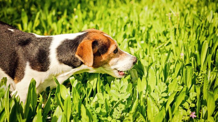 犬が草を食べる理由とは？やめさせる方法や危険な草の種類