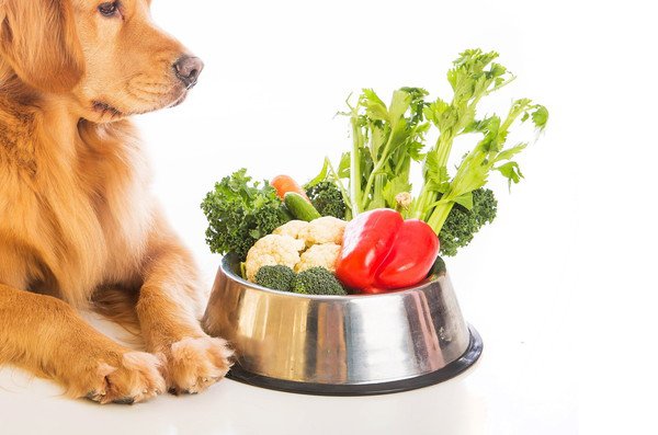 犬が食べていい野菜は？与える時の注意点や危険な野菜の種類まで 