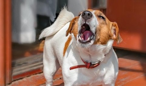 犬が『地震前』にとる異常行動３選！なぜこのような行動をするの？