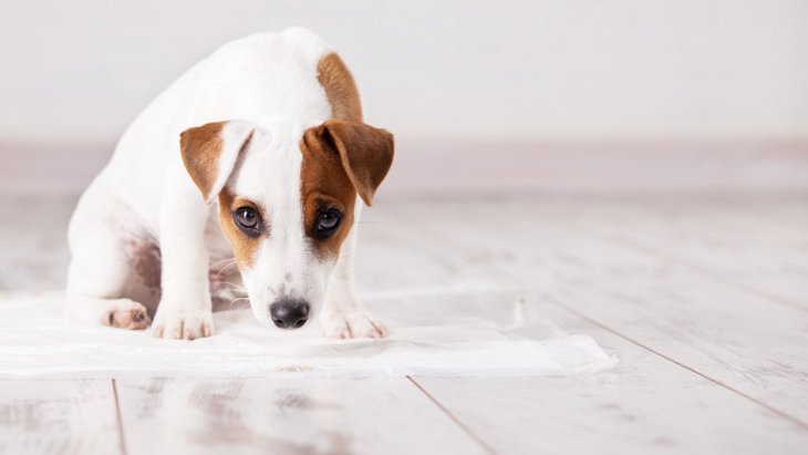 犬が『人の前でトイレをしない』のはなぜ？4つの理由と解消方法を解説
