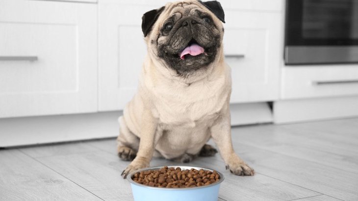 犬がいつまでもご飯を催促する…与えてはいけない量はどのくらい？