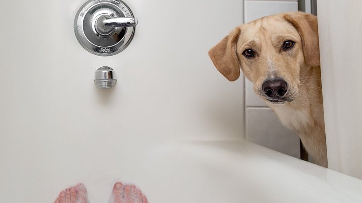 かわいすぎ♡犬が飼い主のお風呂を覗いてくる心理４選