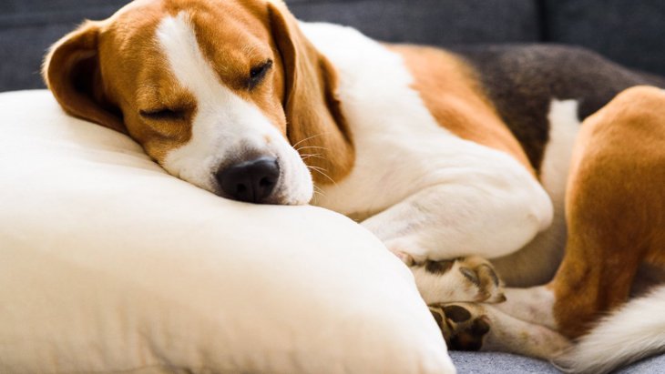 犬に枕は必要？意味や効果、選ぶべき素材を解説