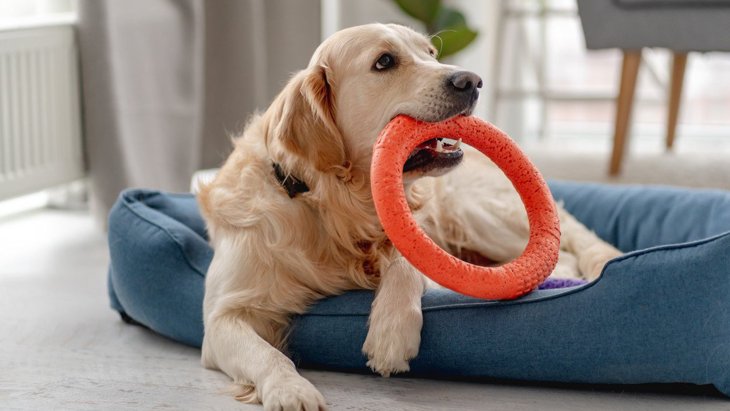 犬がおもちゃをブンブン振り回す心理3つ！主な理由と注意すべきポイントとは？ 