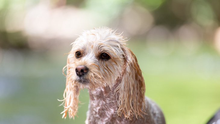 犬が水浴びを嫌がる時の心理5選！嫌がっているのを仕草や行動で見極めるには？