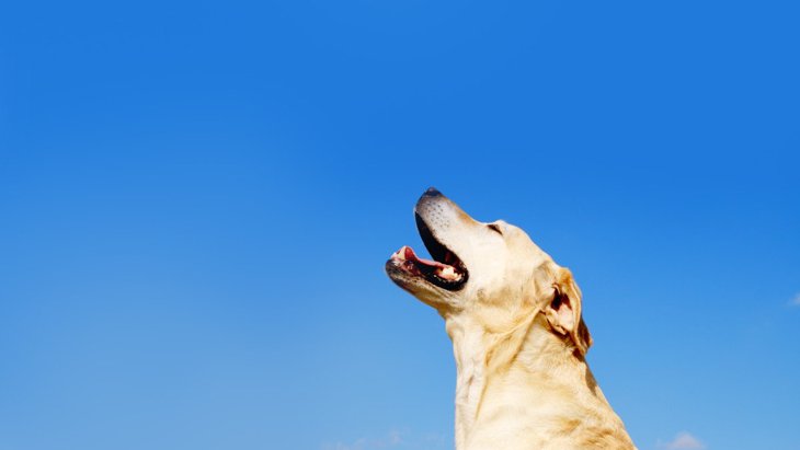 犬が早朝に吠えて困る…3つの原因とそれぞれの対処法を紹介