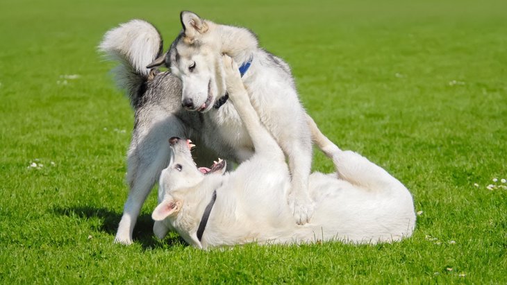 犬同士がケンカしている時にする行動5選！遊びと見分けるコツは？