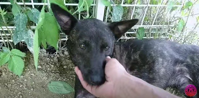 トラバサミに前足を奪われた犬を救ったのは…犬達の友情に感涙（2）