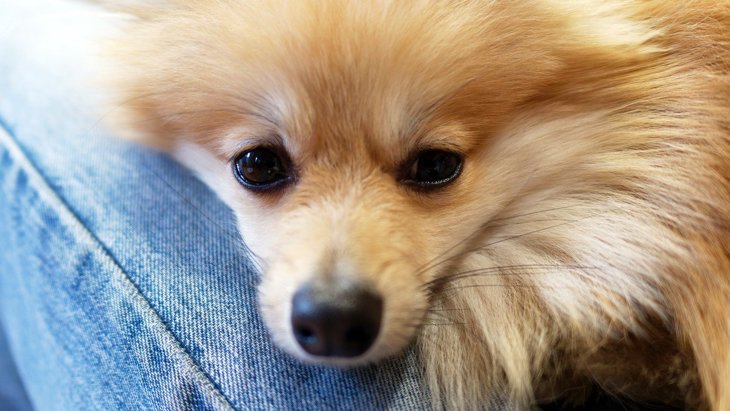 犬の「分離不安症」初期症状とは？４つのサインと治療するためのコツ