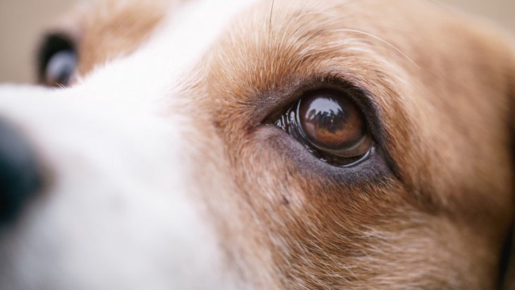 犬の目元や涙が臭い！ニオイの主な原因と対処法