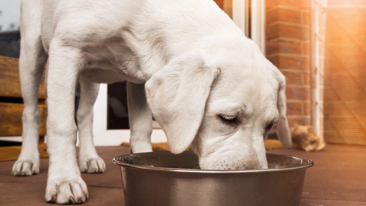犬の腎臓病に良い食べ物やおすすめのフード、対策について