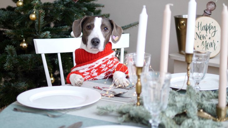 犬を不健康にする『冬の食材』5選！絶対に与えるべきではない理由