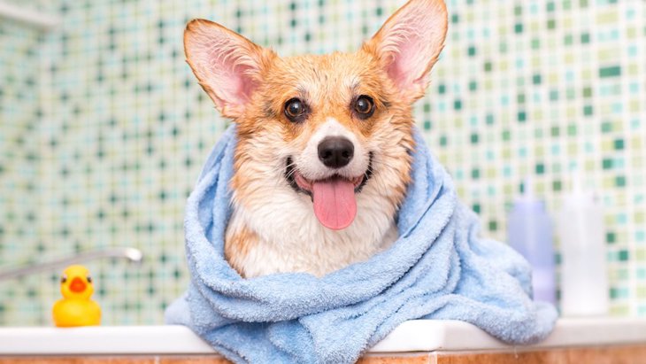 寒い季節は犬も毎日お風呂に入れた方がいい？頻度や温度などを解説