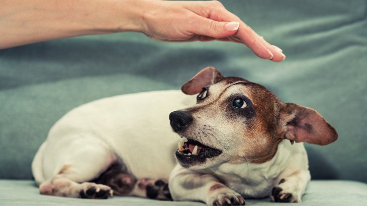 犬が人の手を怖がってしまう『ハンドシャイ』とは？3つのサインと克服する方法とは
