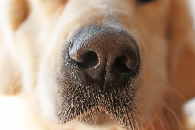 犬の嗅覚と医療現場で活躍する「探知犬」