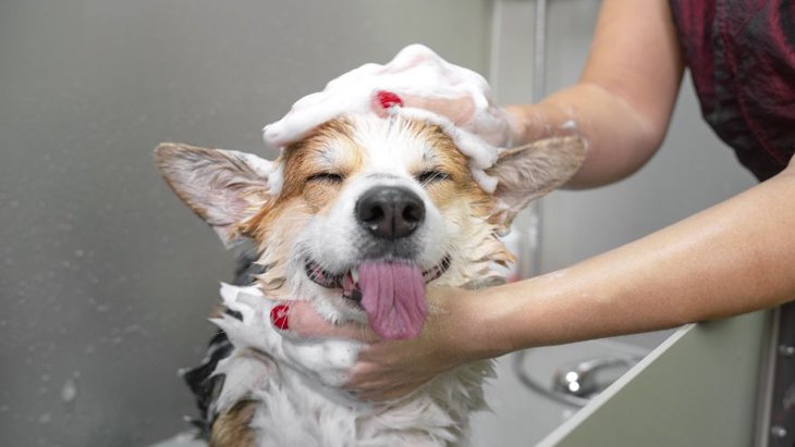 犬がシャンプーを嫌がるのはなぜ？風呂好きにするための解決法をご紹介