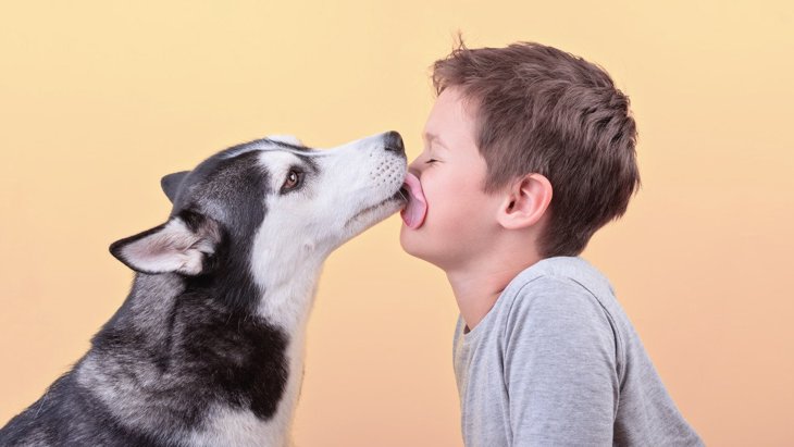 犬が飼い主の顔を舐める理由５つ！注意すべきことは？