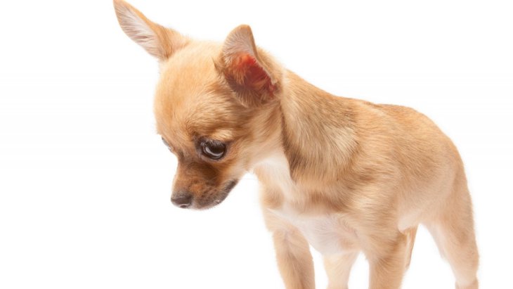 犬が嘔吐する「前兆」3つ！危険な吐き方や飼い主にできる対処法とは？