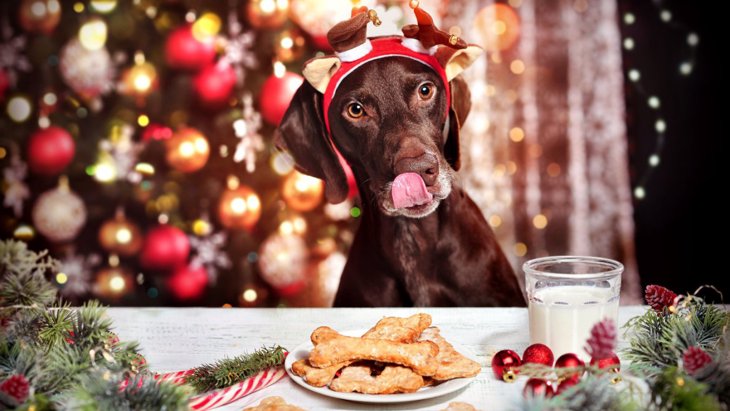 犬と過ごすクリスマスにおける「絶対NG行為」３選　命を落とす可能性も