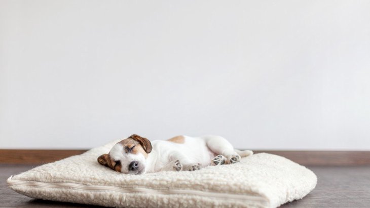 犬の寝床の選び方！購入前に見るべきポイント、おすすめ商品8選