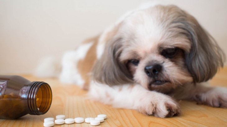 犬の肛門嚢炎の高リスク犬種と治療法【英国での研究より】