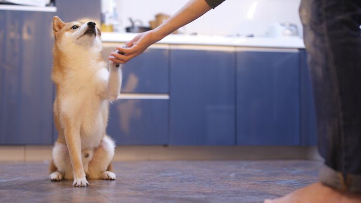 【訓練士監修】犬のお手の教え方！しつけ手順、できない時の対処法