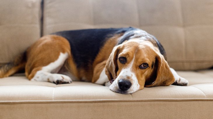 愛犬が急に甘えなくなった…４つの理由や病気の可能性を解説