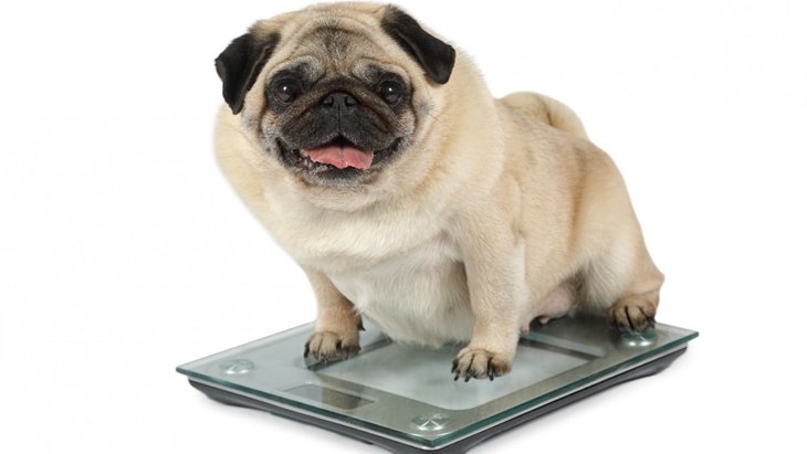 犬が肥満になる『NG生活習慣』5つ！寿命を縮めている可能性も