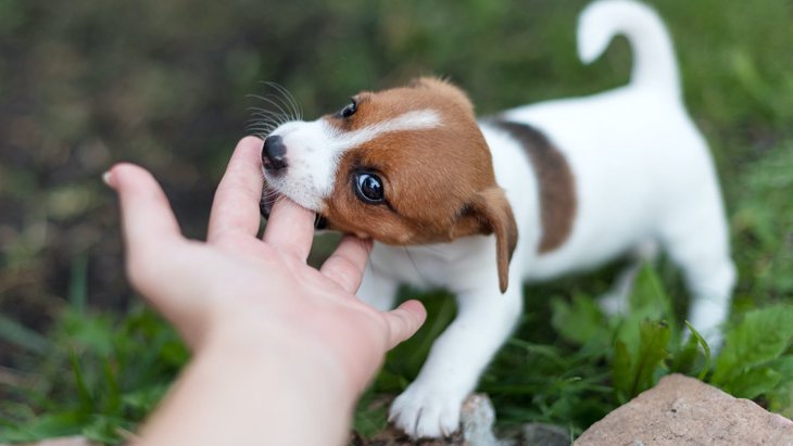 犬が甘噛みをするのは危険？３つの理由としつける方法