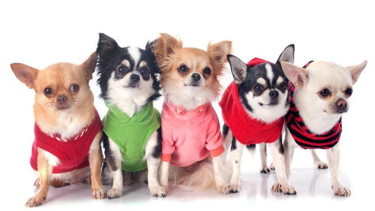 犬に『洋服』が必要な理由5つ！必ず着せるべき犬の特徴や犬種とは？